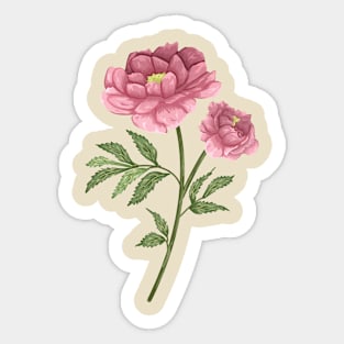 Pink Peony 2 Botanical Sticker